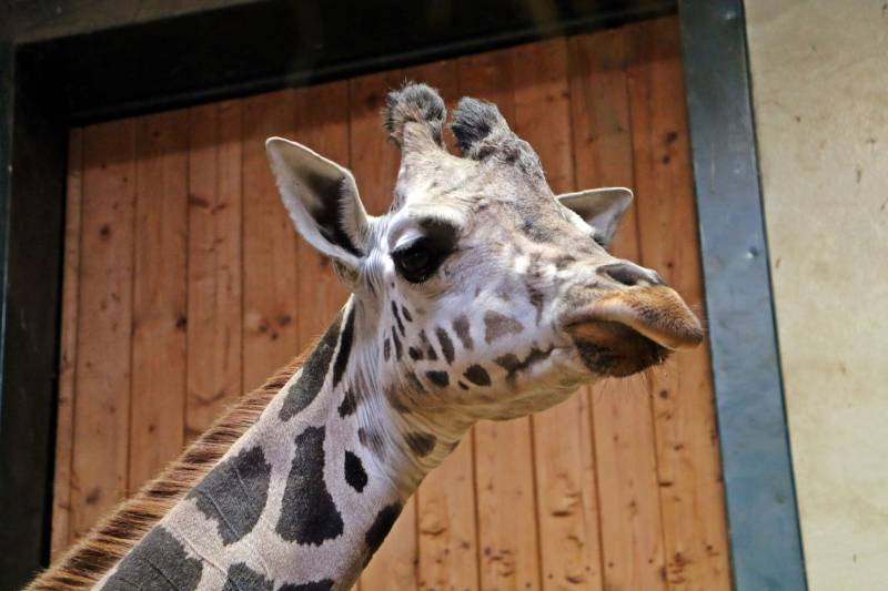 Artykuł: Nowa mieszkanka gdańskiego zoo – samica żyrafy ugandyjskiej