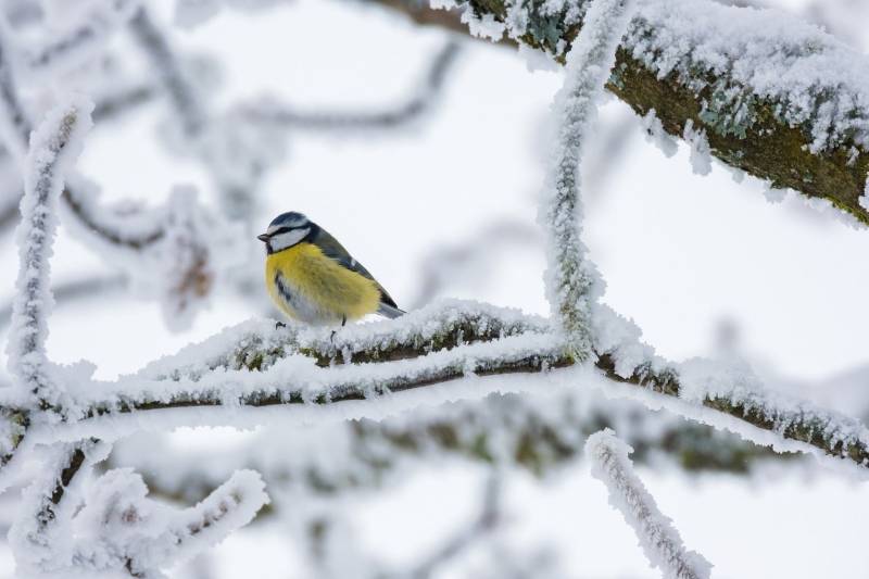 aktualność: Jak prawidłowo dokarmiać ptaki zimą?