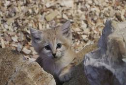 Narodziny kotków pustynnych w gdańskim ZOO!zz