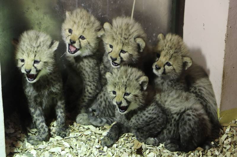 Artykuł: Narodziny gepardów grzywiastych w gdańskim ZOO